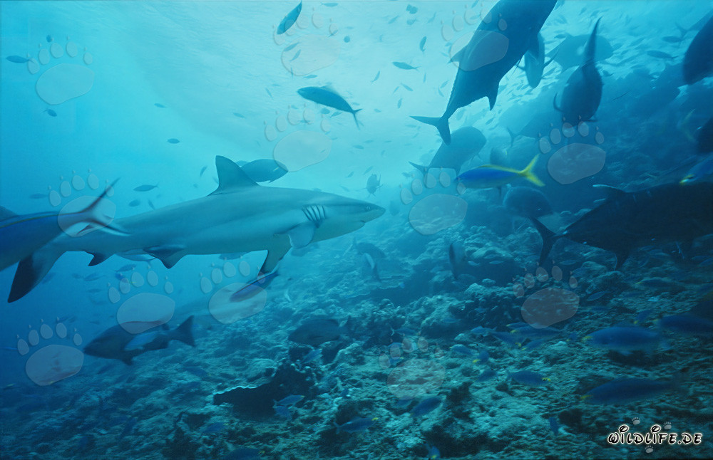 Gray reef shark (Carcharhinus amblyrhynchos)