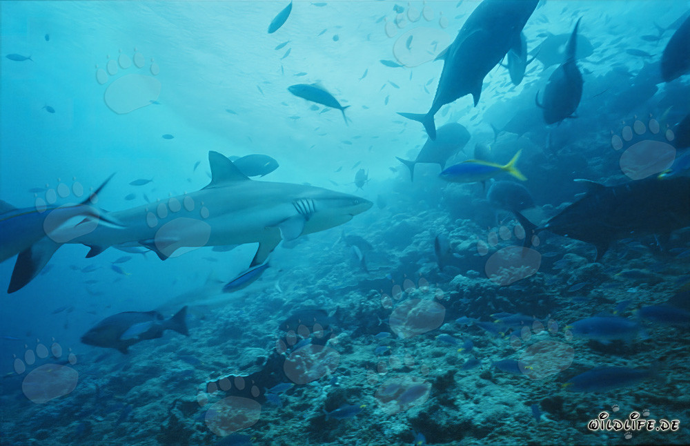 Requin gris de récif parcourant le récif de requins