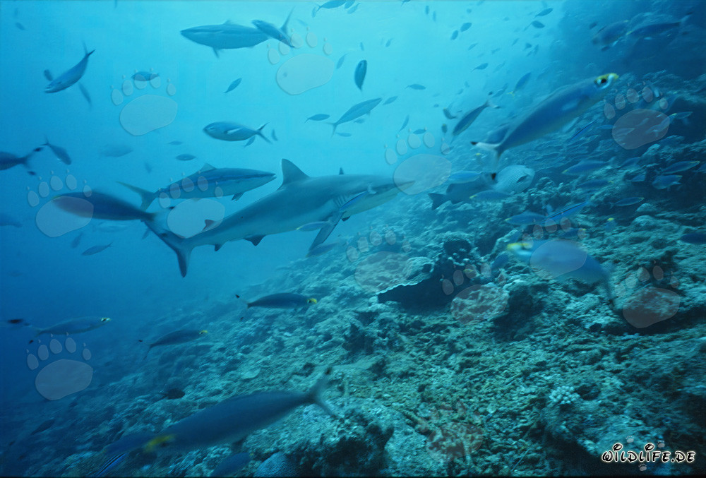 Grauer Riffhai im klaren Wasser des Shark Reef in der Beqa Lagune, Viti Levu, Fidschi