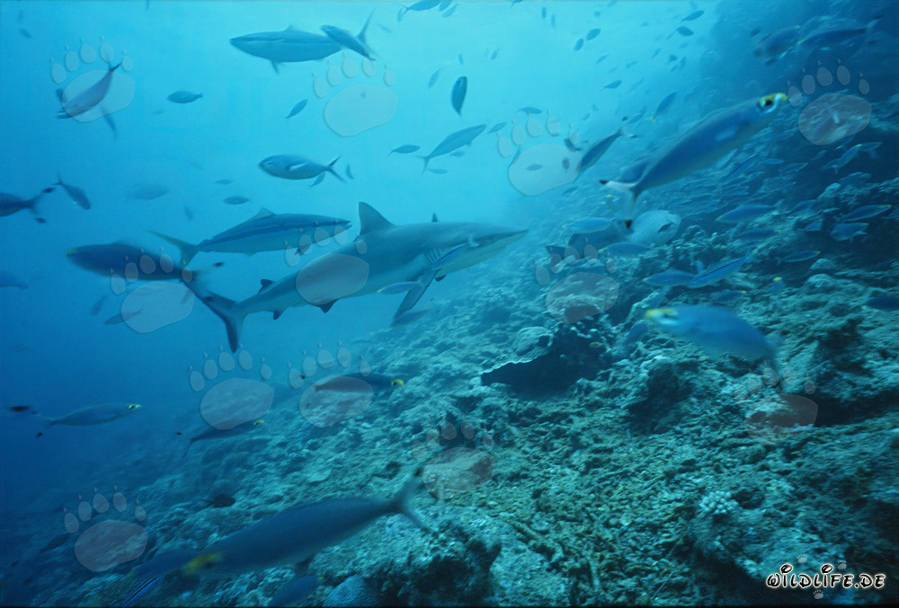 Requin gris de récif dans les eaux claires du Shark Reef dans le lagon de Beqa, Viti Levu, Fidji