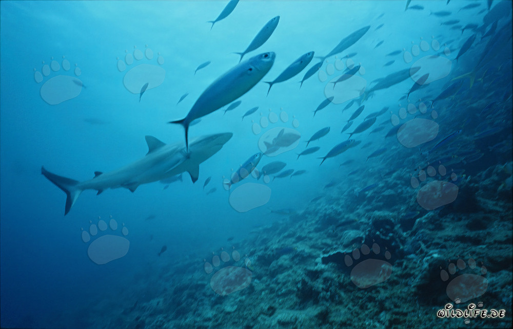 Grauer Riffhai umgeben von Fischschwarm am Shark Reef in Fiji