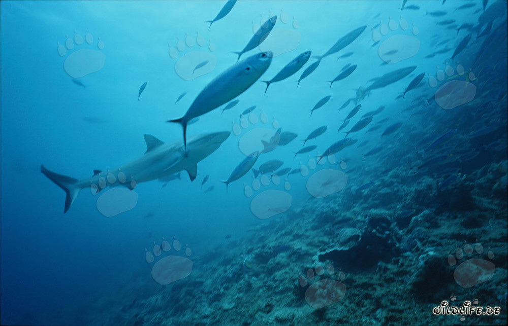 Gray reef shark surrounded by a school of fish at Shark Reef in Fiji