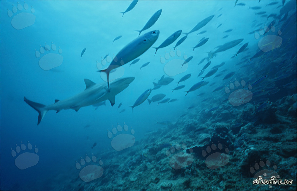 Requin gris de récif entouré d'un banc de poissons au Shark Reef aux Fidji