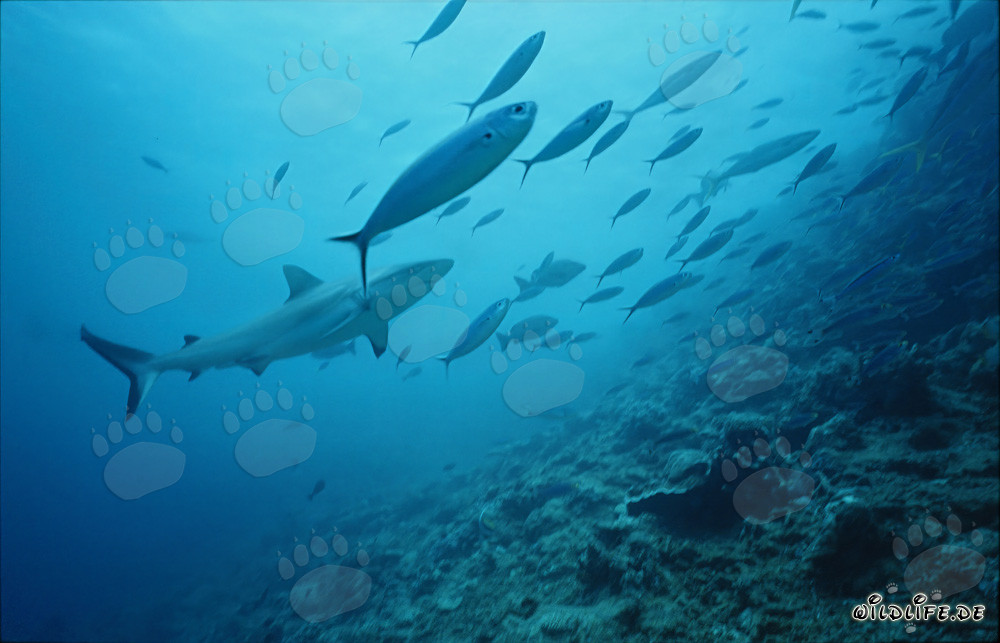 Squalo grigio di barriera circondato da un banco di pesci allo Shark Reef alle Figi