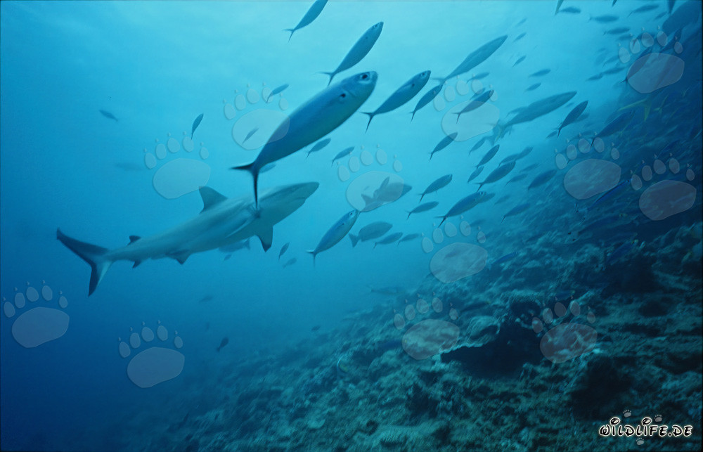 Tiburón gris de arrecife rodeado de un banco de peces en Shark Reef en Fiji