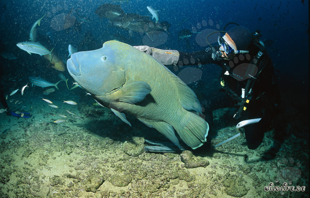 Fascinating Hump-head wrasse and brave diver in the Indian Ocean