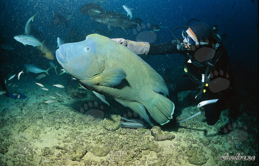 Le fascinant Napoléon Lippfisch et le plongeur courageux dans l'océan Indien
