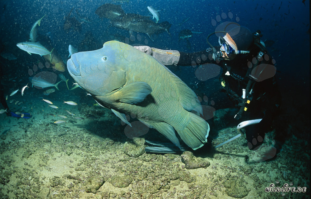 Faszinierender Napoleon-Lippfisch und mutiger Taucher im Indischen Ozean