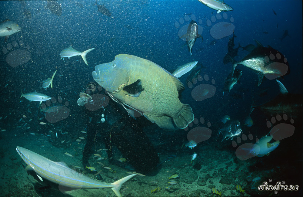 Napoleon-Lippfisch umkreist Taucher in den Gewässern von Fiji