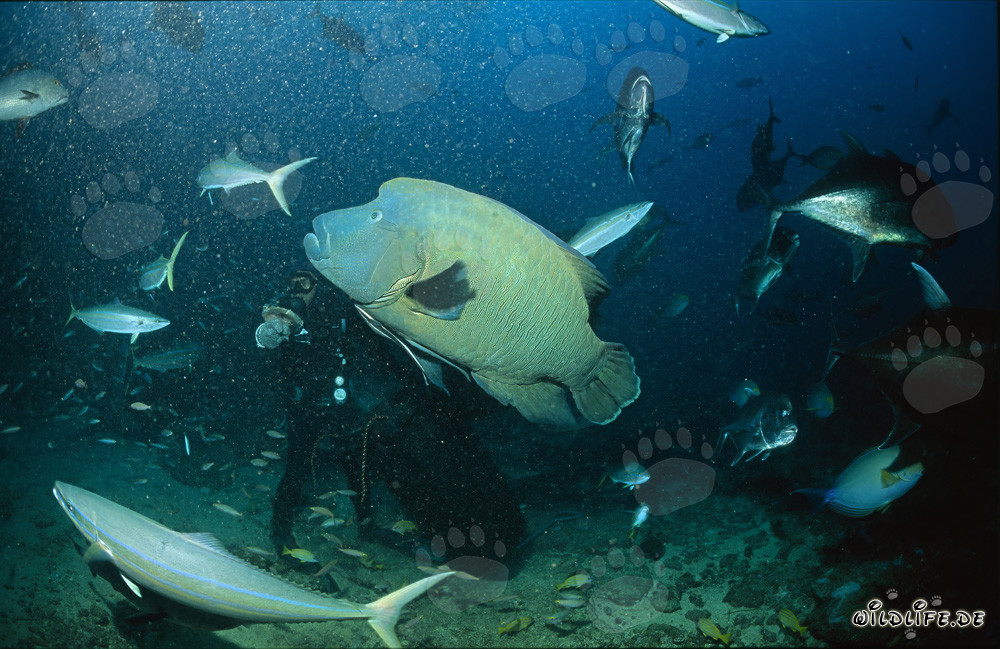 Napoleon Wrasse circling diver in the waters of Fiji