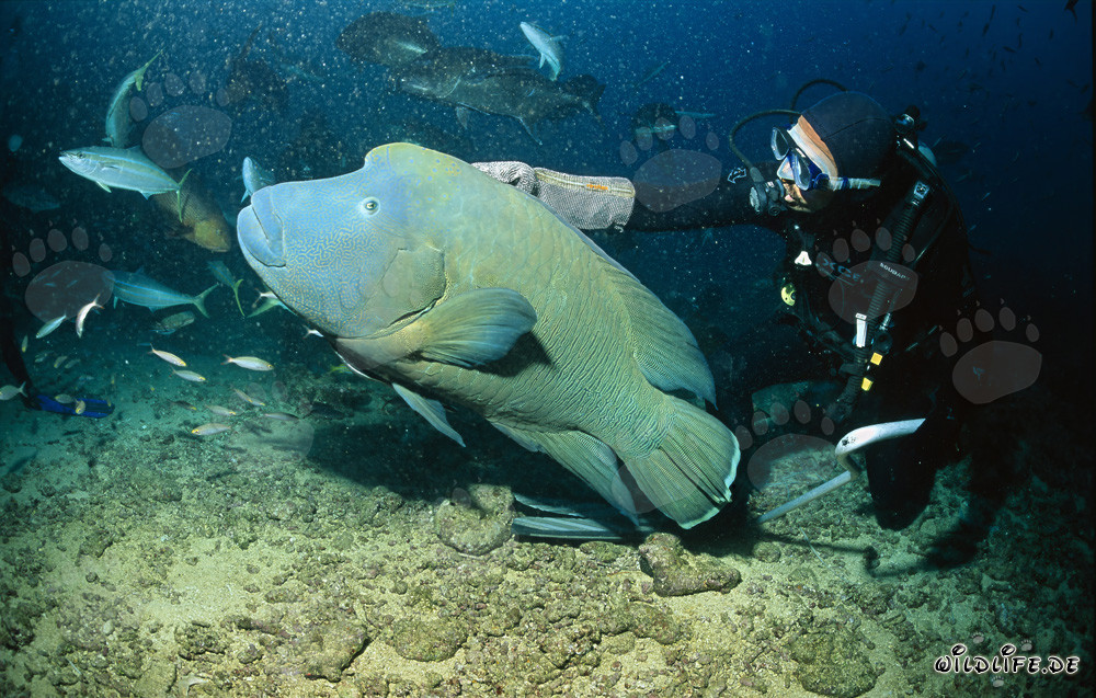 Zutraulicher Napoleon-Lippfisch im Beqa Lagoon, Fidschi
