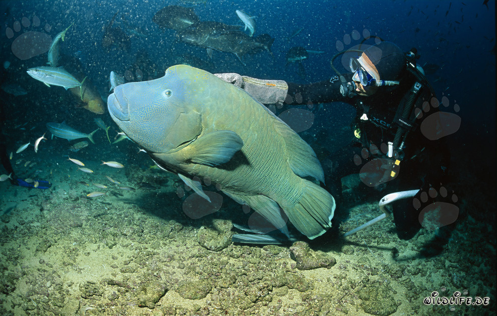 Friendly Napoleon Wrasse in Beqa Lagoon, Fiji