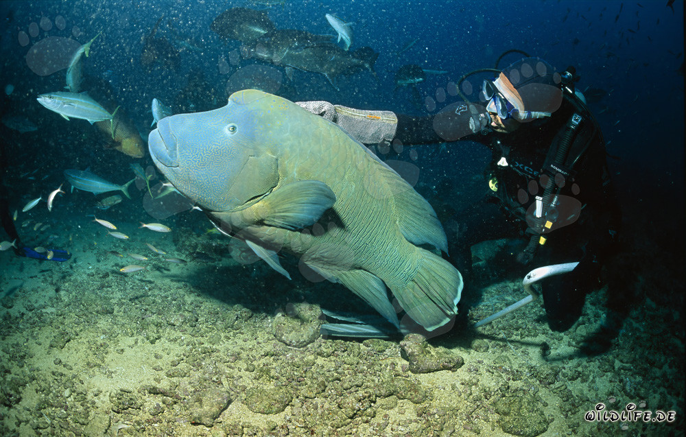 Pez Napoleón manso en la Laguna de Beqa, Fiyi