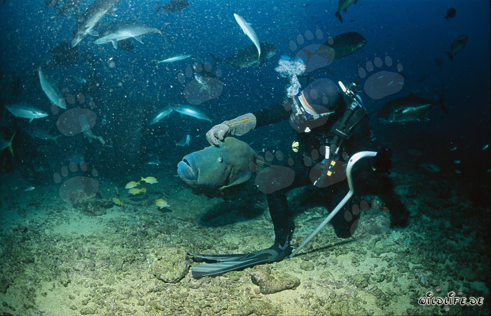 Astonished Humphead Wrasse observes mesmerized diver