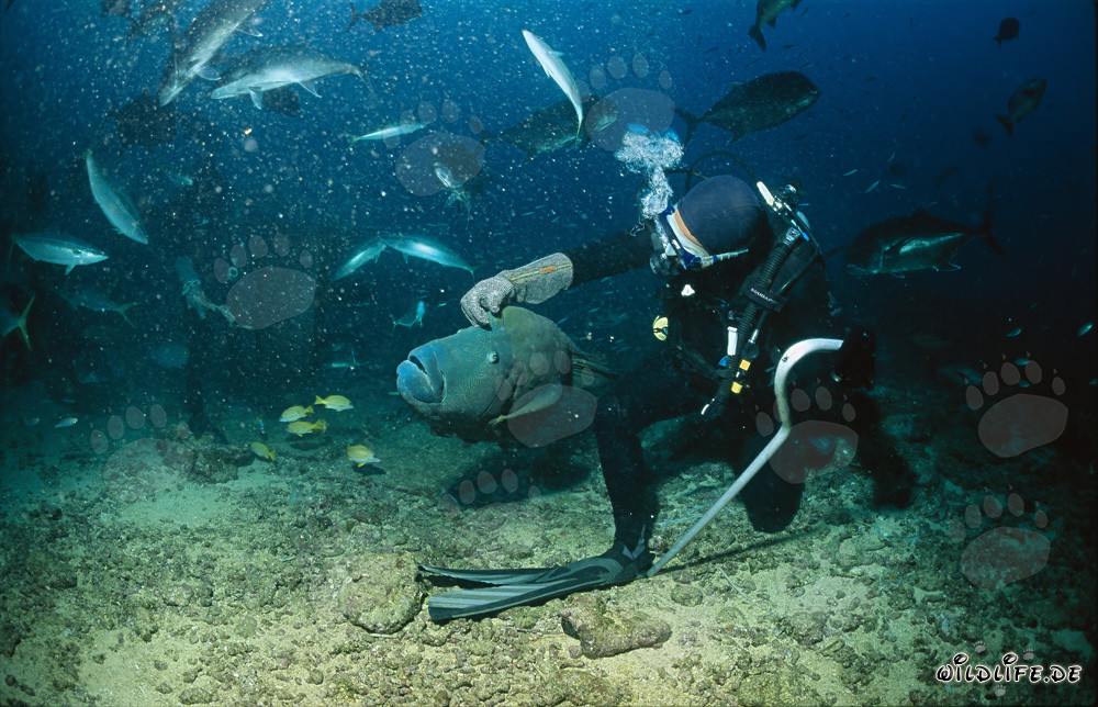 Erstaunter Napoleon-Lippfisch beobachtet faszinierten Taucher