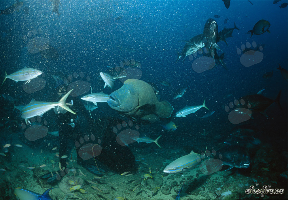 Diver observes majestic Humphead Wrasse in turquoise waters off Shark Reef, Beqa Lagoon, Fiji