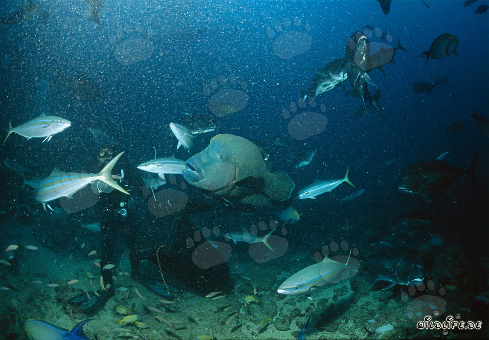 Buzo observa al majestuoso Napoleon Lippfisch en el agua turquesa frente a Shark Reef, laguna de Beqa, Fiji