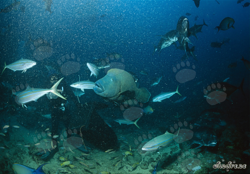 Subacqueo osserva il maestoso Napoleon Lippfisch nell'acqua turchese di fronte a Shark Reef, laguna di Beqa, Figi