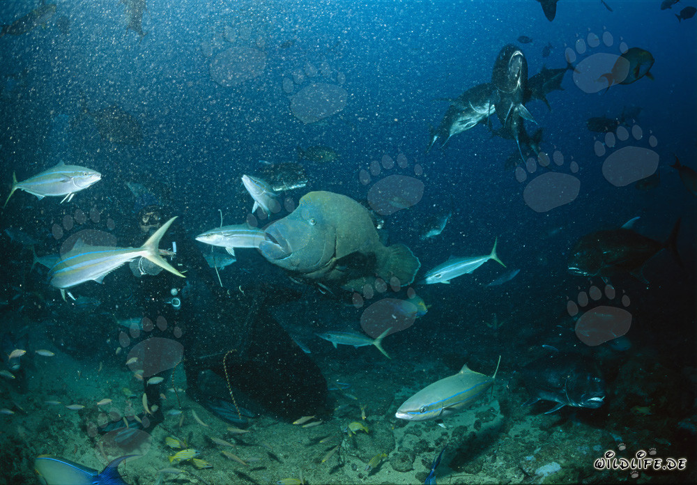 Taucher beobachtet majestätischen Napoleon Lippfisch im türkisblauen Wasser vor Shark Reef, Beqa Lagune, Fiji