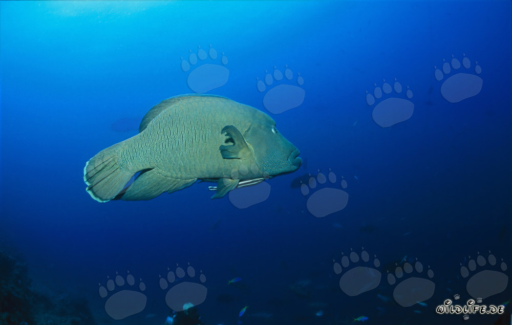 Humphead Wrasse at Shark Reef in Beqa Lagoon, Viti Levu, Fiji