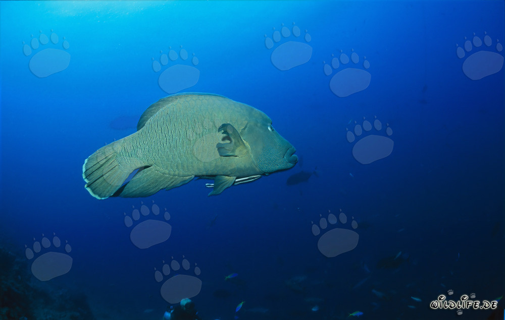 Napoleon-Lippfisch am Shark Reef in der Beqa Lagune, Viti Levu, Fidschi