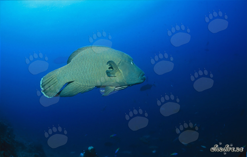 Pesce Napoleone Lippfisch allo Shark Reef nella laguna di Beqa, Viti Levu, Figi