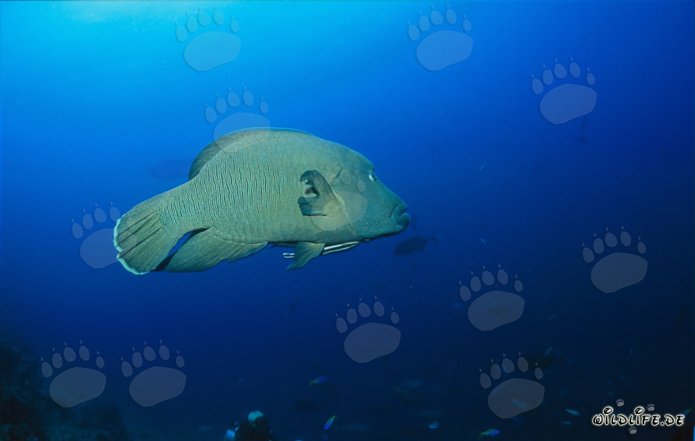 Pez Napoleón Lippfisch en Shark Reef en la laguna de Beqa, Viti Levu, Fiyi