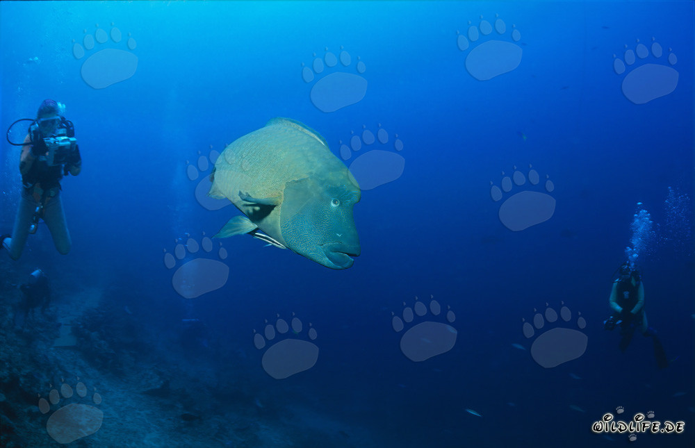 Humphead Wrasse (Cheilinus undulatus)
