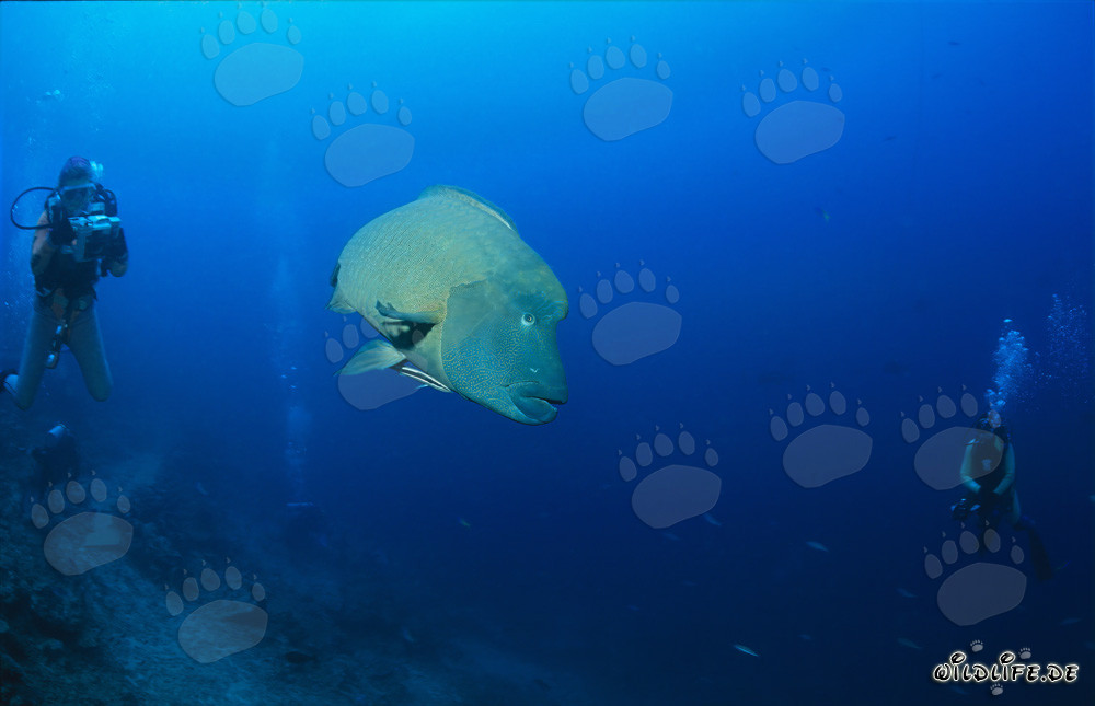 Pesce napoleone tra subacquei