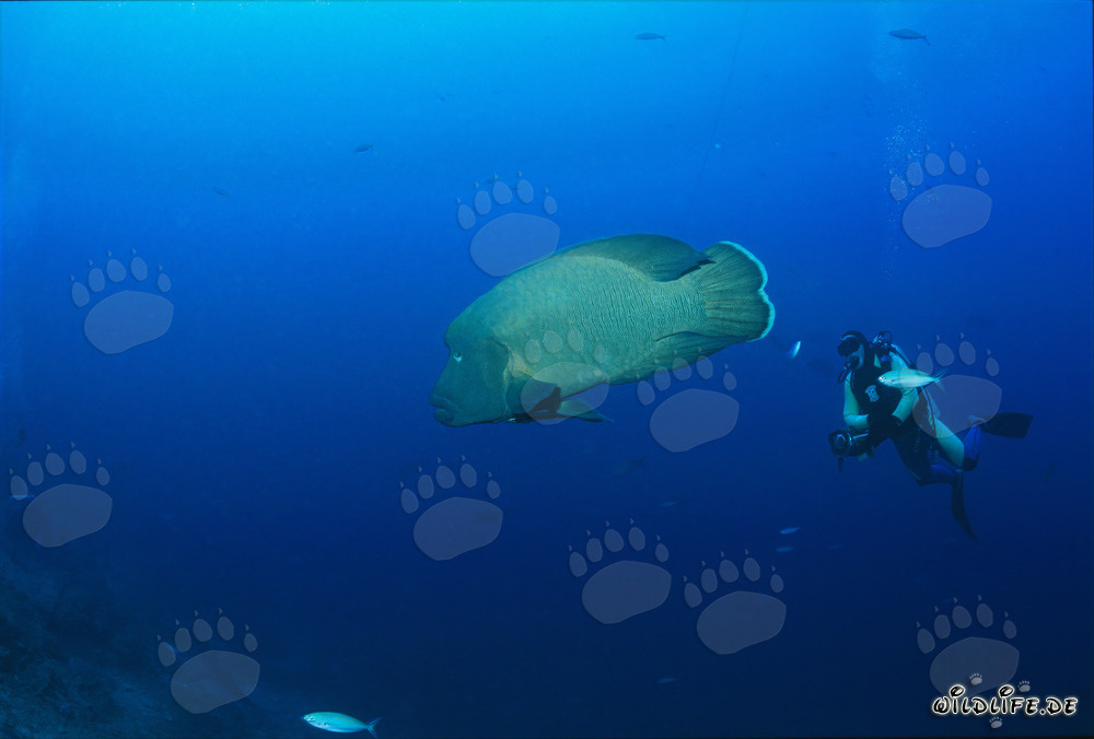 Humphead Wrasse (Cheilinus undulatus) and diver at Shark Reef in Fiji
