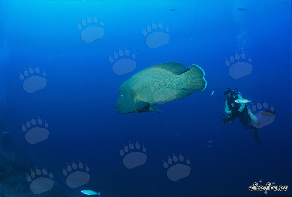 Napoleon-Lippfisch (Cheilinus undulatus) und Taucher am Shark Reef in Fiji