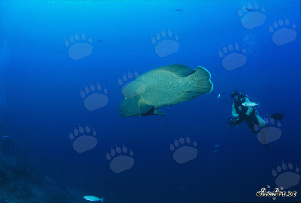 Pesce Napoleone (Cheilinus undulatus) e subacqueo allo Shark Reef a Fiji