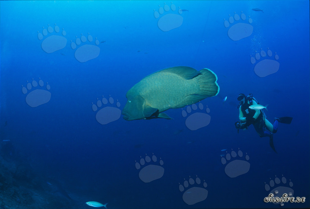 Pez Napoleón (Cheilinus undulatus) y buceador en Shark Reef en Fiji