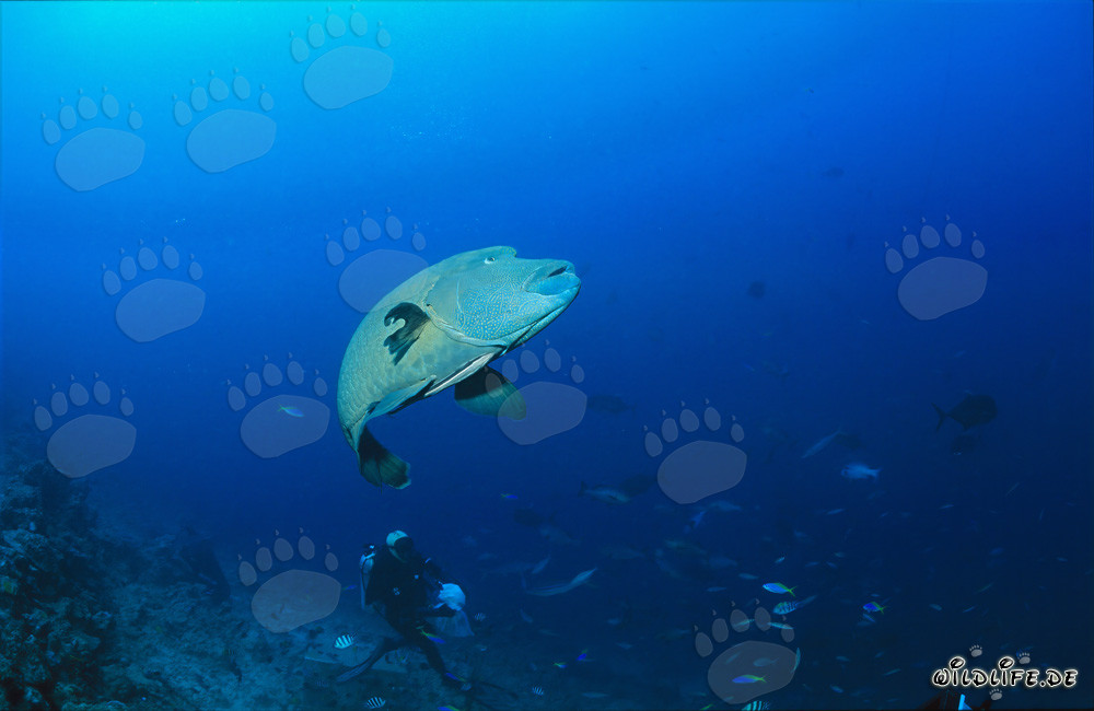 Élégant Napoléon-Labre nage au-dessus du Shark Reef à Fidji