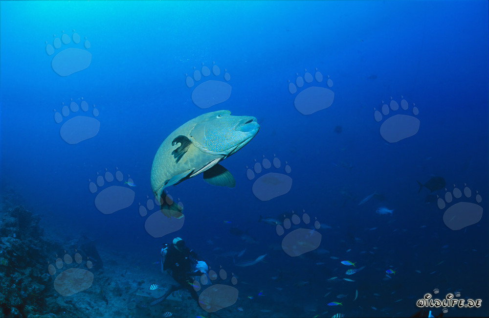 Eleganter Napoleon-Lippfisch schwimmt über dem Shark Reef in Fiji