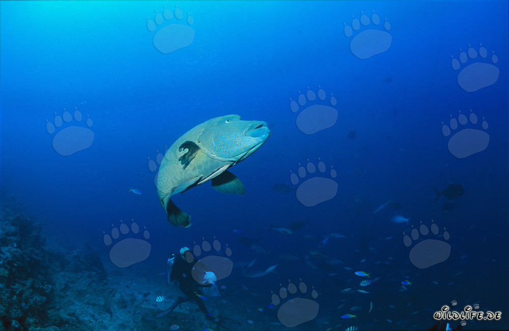 Elegante Pesce Napoleone nuota sopra lo Shark Reef a Fiji