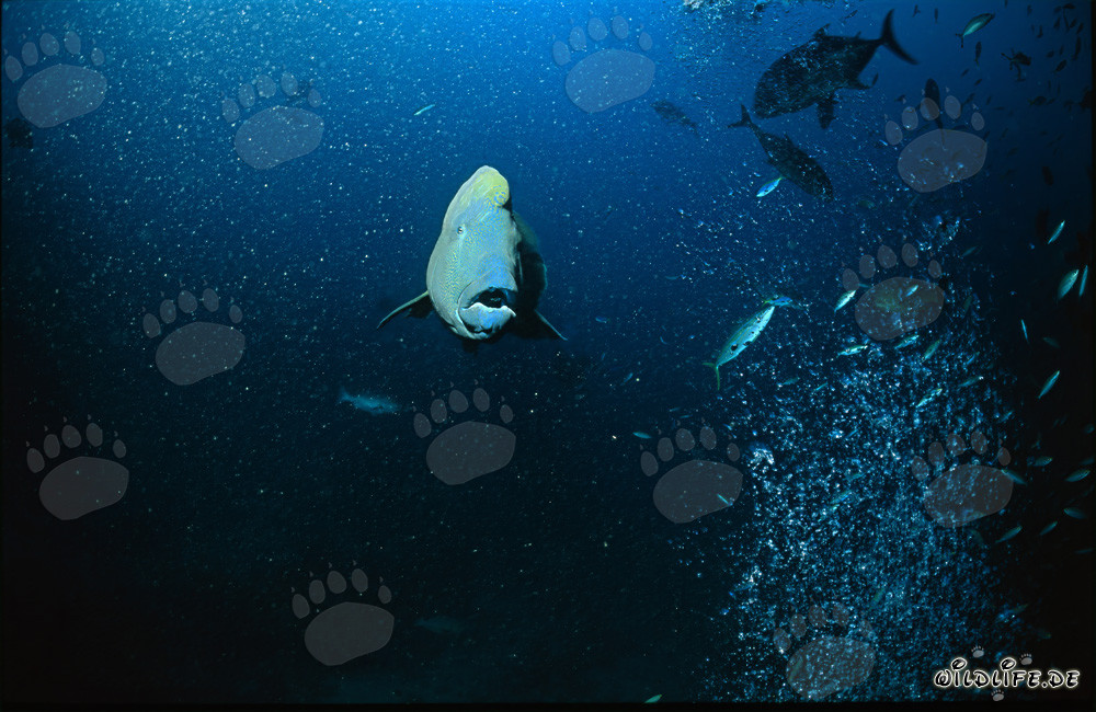 Majestic Humphead Wrasse swimming head-on towards the viewer