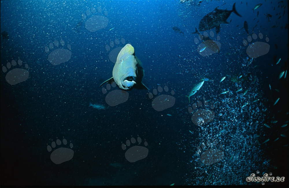 Majestätischer Napoleon-Lippfisch schwimmt frontal auf den Betrachter zu