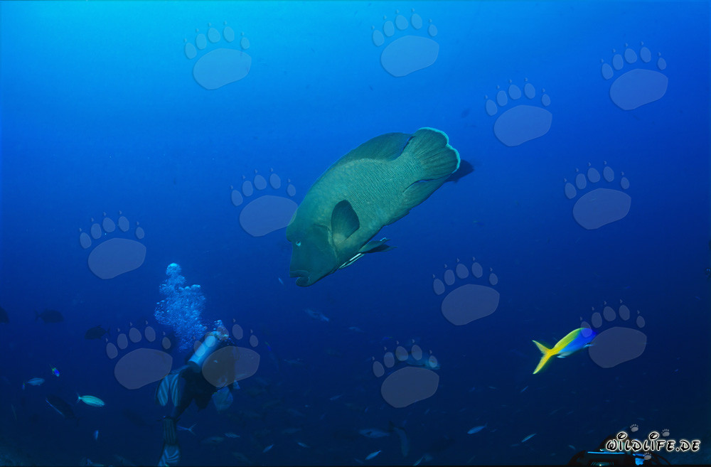 Napoleon-Lippfisch schwimmt unbemerkt auf einen Taucher zu