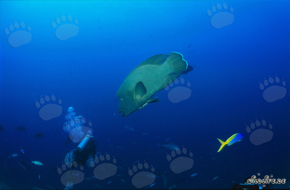 Napoleon Wrasse Approaches a Diver Unnoticed