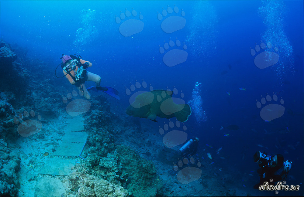 Fascinating Humphead Wrasse underwater