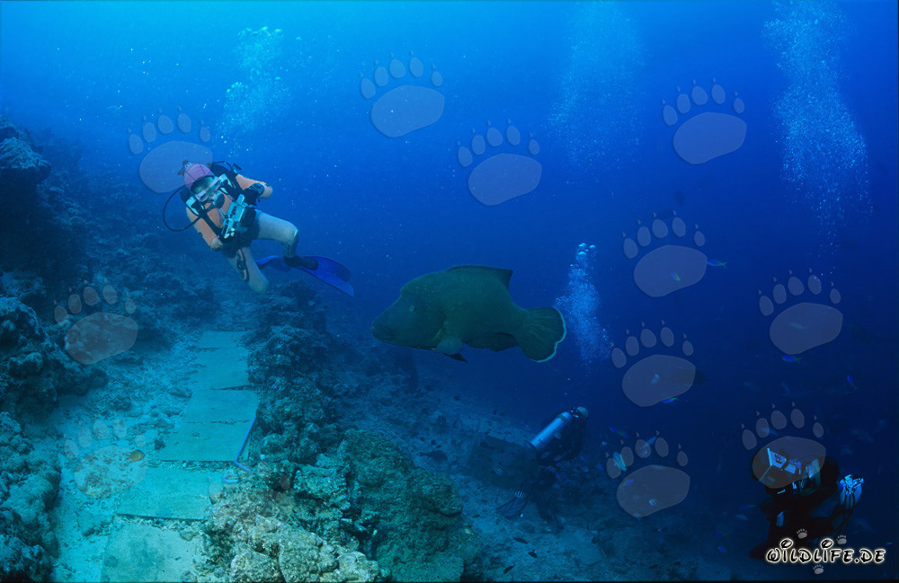 Faszinierender Napoleon-Lippfisch unter Wasser