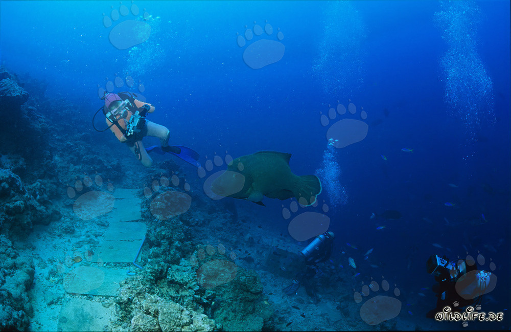 Fascinante Napoleón Loro bajo el agua