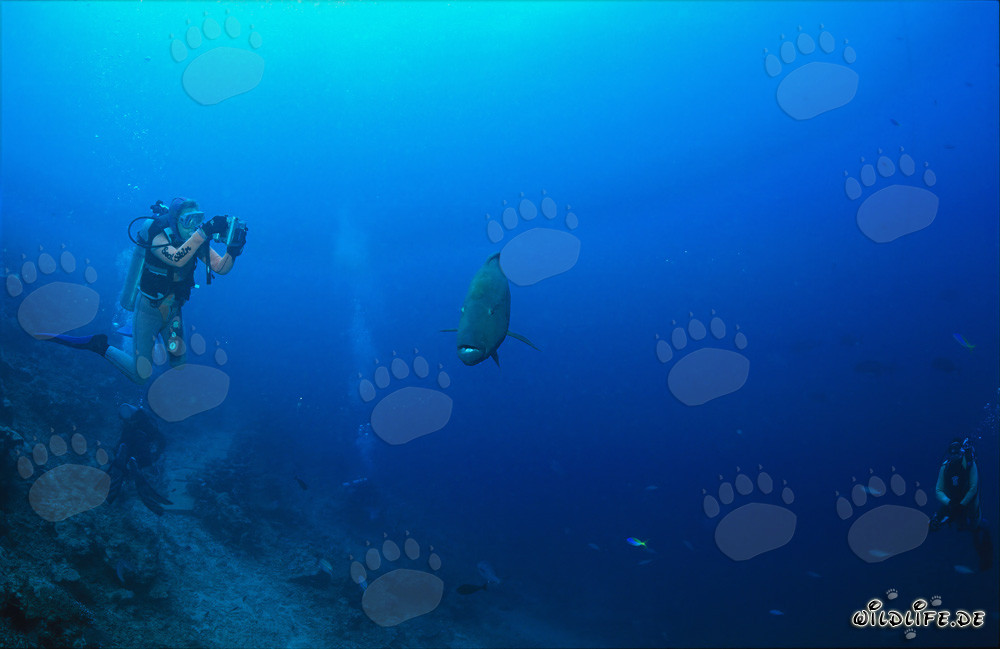 Majestic Humphead Wrasse swimming with divers in the turquoise sea