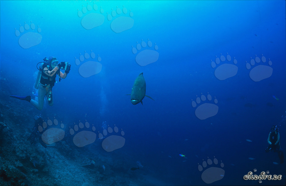 Majestoso Labbro di Napoleone nuota con subacquei nel mare turchese