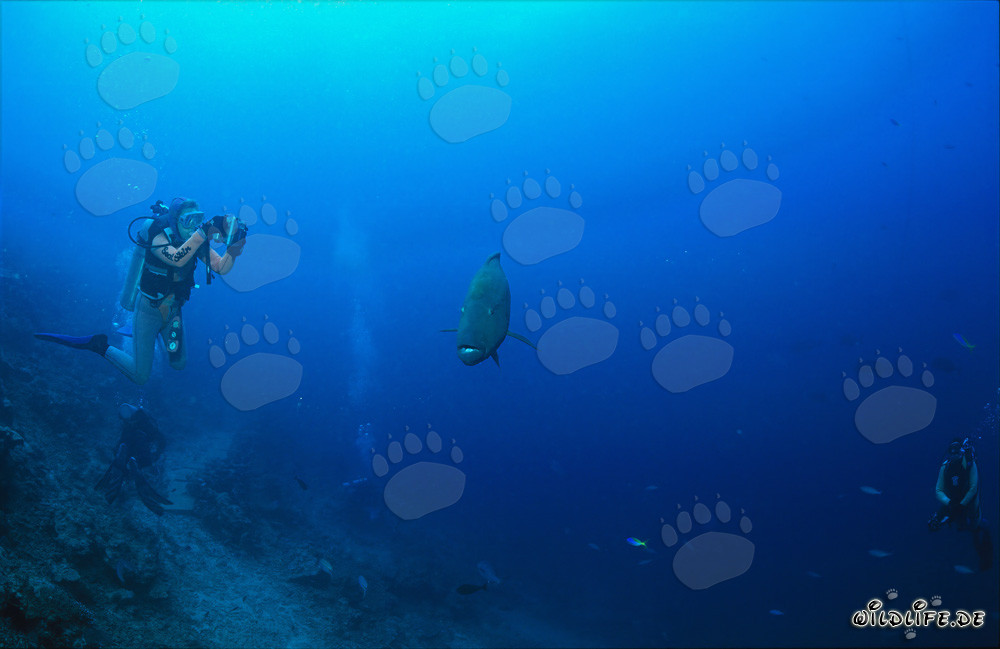 Majestätischer Napoleon-Lippfisch schwimmt mit Tauchern im türkisblauen Meer