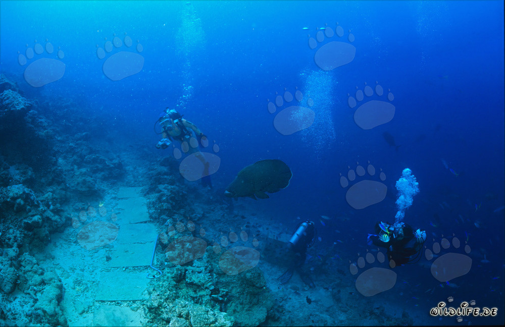Napoleon-Lippfisch schwimmt zwischen begeisterten Tauchern im kristallklaren Wasser der Beqa Lagune auf Viti Levu, Fiji