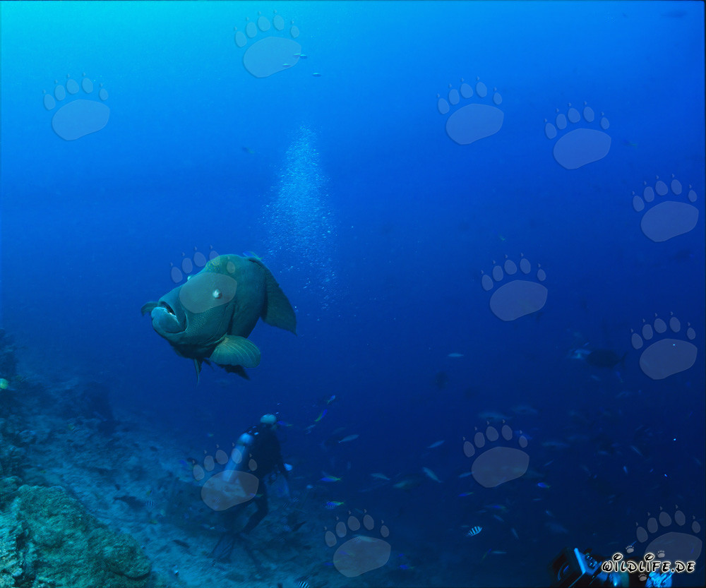 Llorón de Napoleón - Majestuoso habitante de los arrecifes de coral