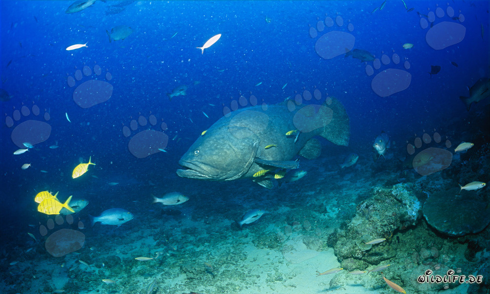 Giant Grouper in the Waters of Fiji