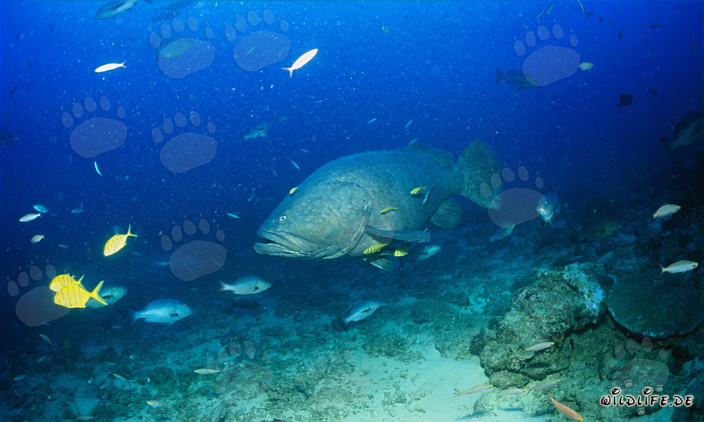 Mero gigante en las aguas de Fiji
